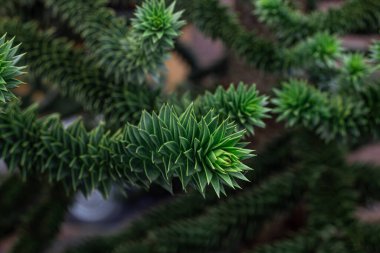 Araucaria araucana yeşil yaprakları ağaçta, yakın plan, doğal arkaplan.