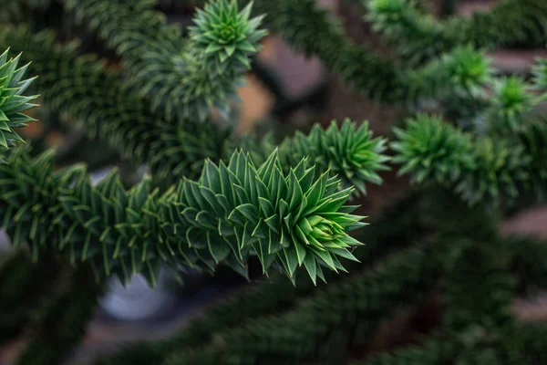 Araucaria araucana groene bladeren aan boom, close up, natuurlijke achtergrond. — Stockfoto