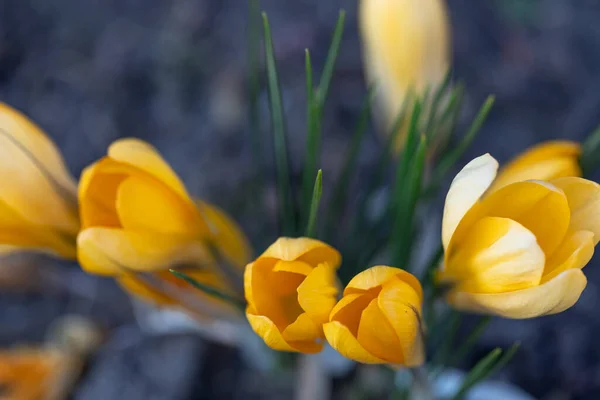 Orange crocuses grow in the ground, natural background, closeup. — Stock Photo, Image