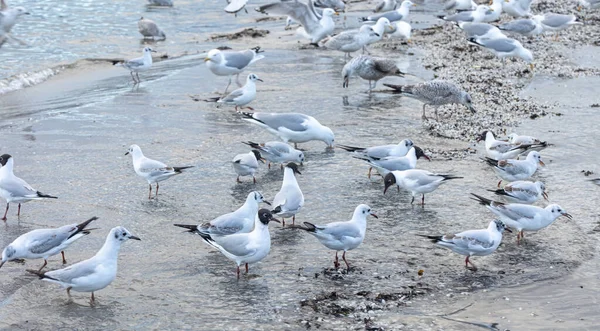 Möwen spazieren an der Küste entlang, stehen am Sandstrand an der Ostsee. — Stockfoto