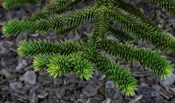 Araucaria araucana folhas verdes na árvore, close-up, fundo natural. — Fotografia de Stock