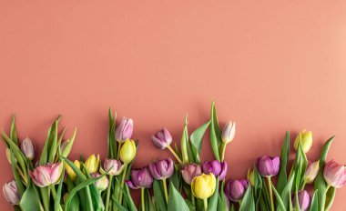 Çiçekli bahar kompozisyonu, pembe arka planda laleler.