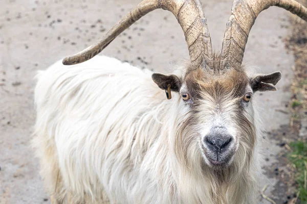 野生で白い毛のクローズアップと美しい角のあるヤギ — ストック写真