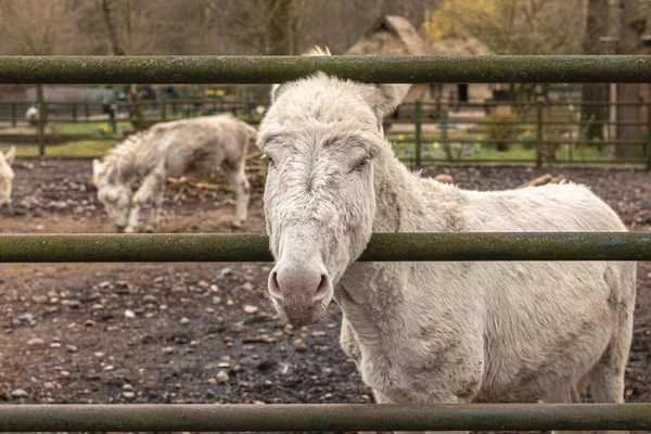 Een Mooie Droevige Witte Ezel Dierentuin Een Dier Gevangenschap — Stockfoto