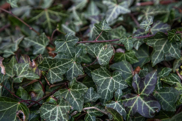 Ivy Textuur Heg Achtergrond Ivy Achtergrond Ivy Behang Ivyberry Achtergrond — Stockfoto