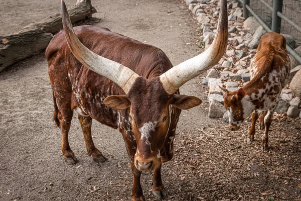 Prachtige gehoornde koe met horens in het reservaat. — Stockfoto