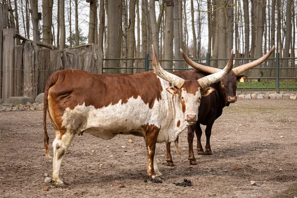 Two horned cows in the zoo, rare animals. — Zdjęcie stockowe