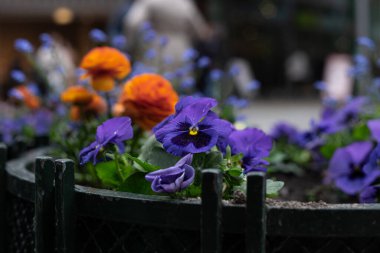 Yaklaş, Viola çiçek tarhında üç renkli çiçek.