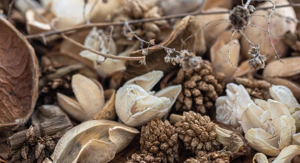 Yakın plan kurutulmuş çiçekler, kurutulmuş bitkiler makro fotoğrafçılık..