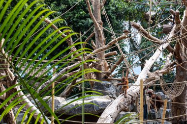 Maymunlar hayvanat bahçesindeki iplere tırmanıyor, bir vahşi yaşam sığınağı..