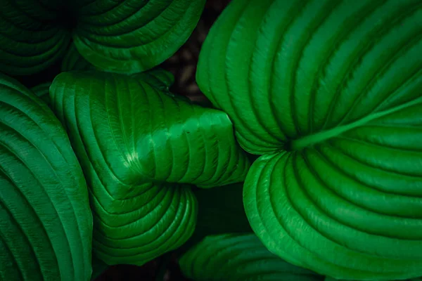 Природний Фон Свіжа Текстура Зелене Листя Вид Зверху — стокове фото