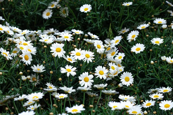 Kwitnące Kwiaty Rumianku Wśród Zielonej Trawy Naturalne Tło — Zdjęcie stockowe
