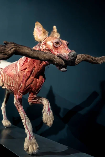Dog Anatomy Exhibition by Gunther von Hagens at Menschen Museum, Welten Berlin, Germany. The anatomist invented the technique for preserving biological tissue specimens called plastination.