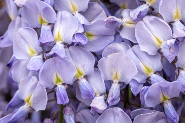 Wisteria ağacı Japon parkında çiçek açıyor..