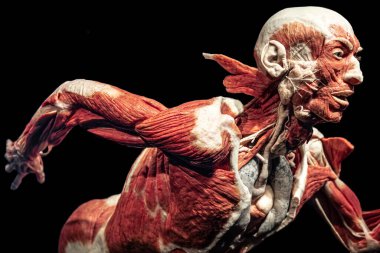 İnsan Anatomisi Sergisi: Gunther von Hagens Menschen Müzesi, Welten Berlin, Almanya. Anatomi uzmanı, plastinasyon denen biyolojik doku örneklerini koruma tekniğini icat etti..