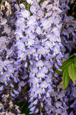 Wisteria ağacı Japon parkında çiçek açıyor..