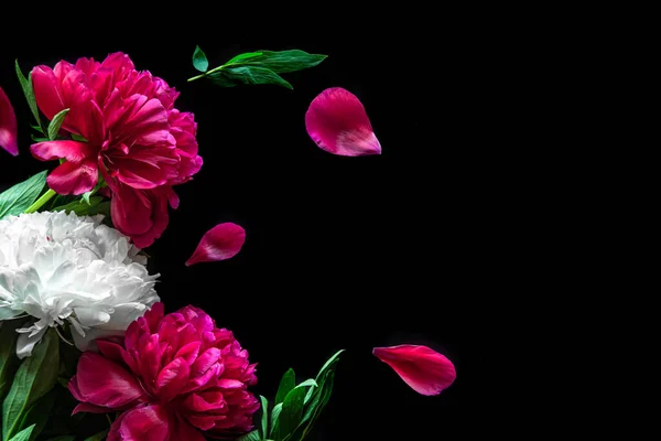 Siyah arkaplanda pembe şakayıklar, düz yatış, kopyalama alanı.