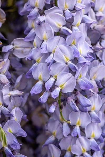 Wisteria ağacı çiçek açıyor, doğal arka plan..