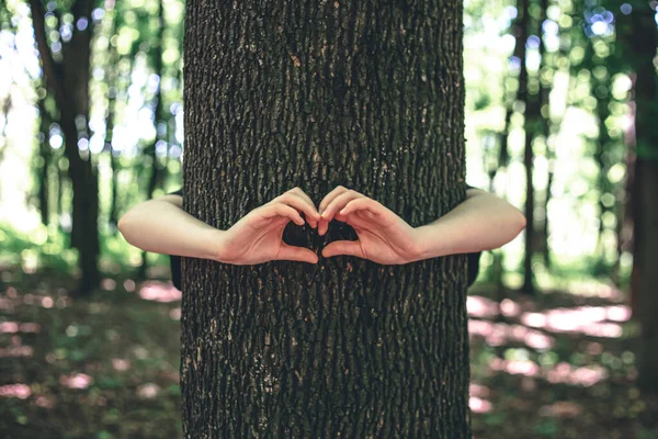 Womens hands hugging a tree in the forest, the concept of love for nature.