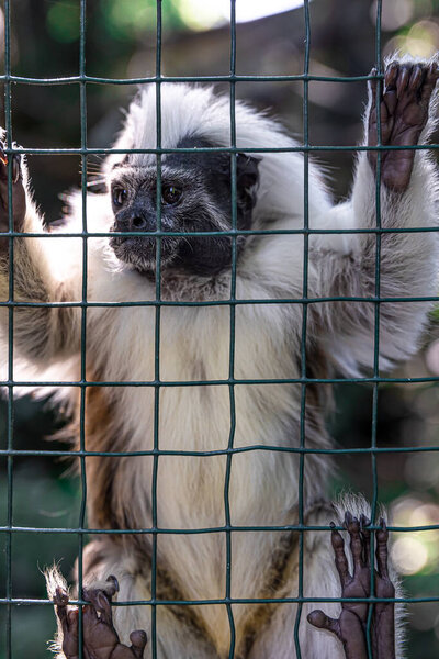 Смешная пушистая обезьянка в зоопарке на заборе из сетки.