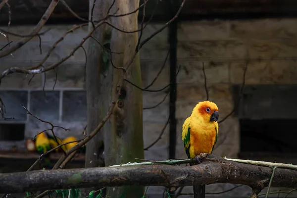 A beautiful yellow parrot in a zoo on a tree on a dark blurred background.