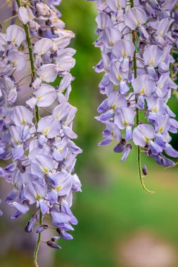 Wisteria ağacı Japon parkında çiçek açıyor..