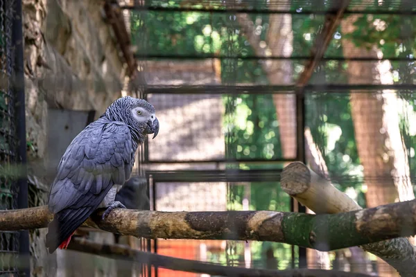 Beautiful Parrot Zoo Tree Dark Blurred Background — Stock Photo, Image