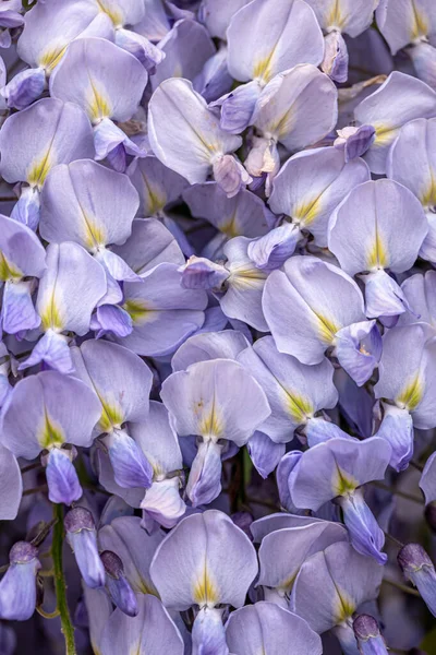 Wisteria ağacı Japon parkında çiçek açıyor..
