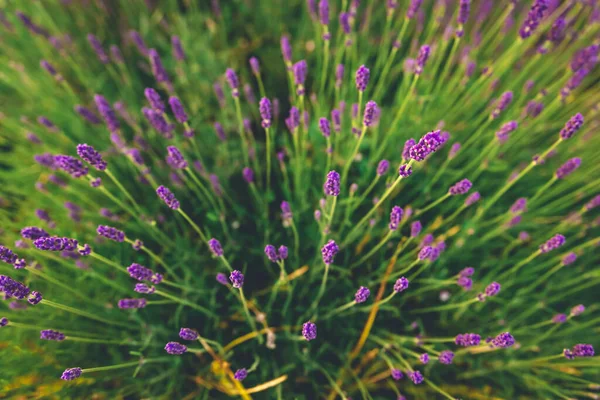 Arbusto Lavanda Bonita Crescendo Campo Lavanda Flores Lavanda Florescentes Close — Fotografia de Stock