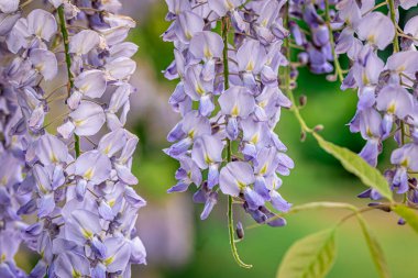 Wisteria ağacı Japon parkında çiçek açıyor..