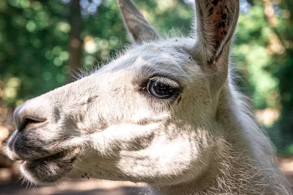 Close Muzzle Donkey Zoo Blurred Background — Stockfoto