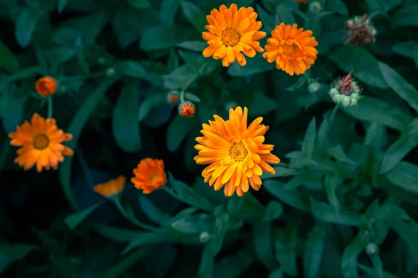 Naturalne Tło Jasnymi Pomarańczowymi Kwiatami Wśród Liści Widok Góry — Zdjęcie stockowe