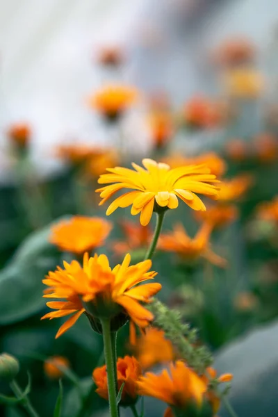 Naturalne Tło Jasnymi Pomarańczowymi Kwiatami Szklarni Rozmytym Tle — Zdjęcie stockowe