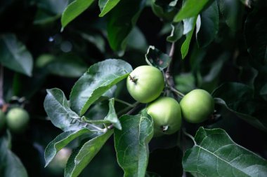 Yakından, yaprakların arasında yeşil elmalı bir dal..