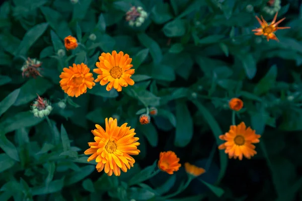 Naturalne Tło Jasnymi Pomarańczowymi Kwiatami Wśród Liści Widok Góry — Zdjęcie stockowe