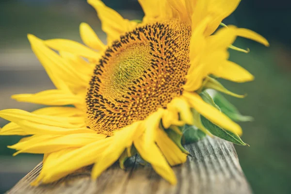 Close Sunflower Blurred Background Macro — Fotografia de Stock