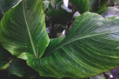 Natural background, closeup, large textural green leaves.
