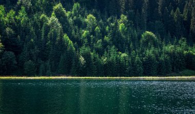 Doğal arka plan, dağlardaki çam ormanı ve göl..