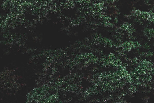 Natural background, textural branches of a coniferous Christmas tree.
