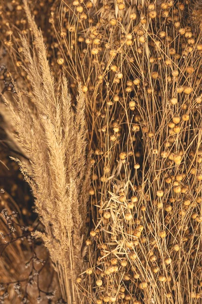 Natural Background Field Plants Dry Reeds Dried Flowers Rustic Theme — 스톡 사진