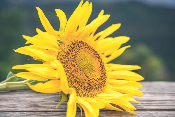 Close Sunflower Blurred Background Macro — Fotografia de Stock