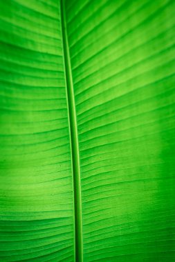 Natural background, green leaf texture, close-up.