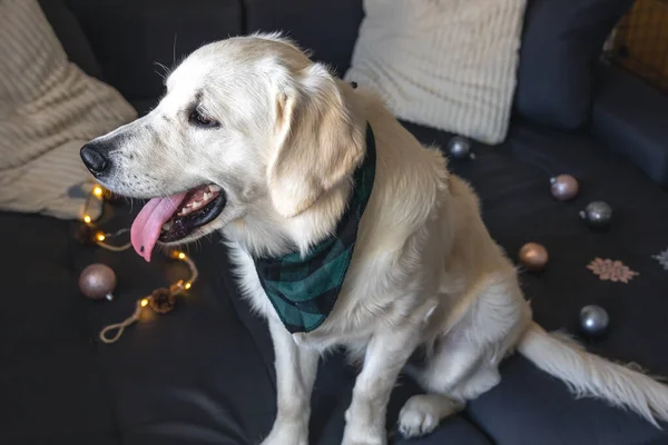 Rolig Vit Hund Labrador Närbild Soffan Bland Julinredning Det Inre — Stockfoto