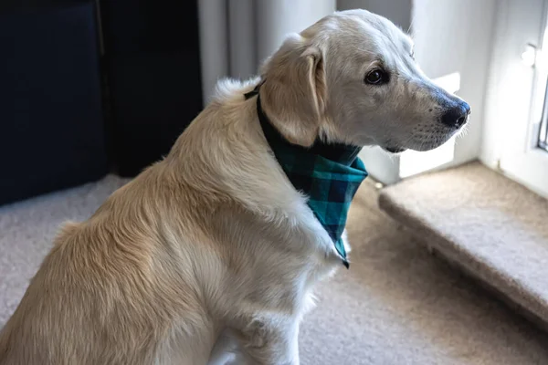 Labrador Chien Blanc Gros Plan Intérieur Maison — Photo