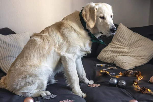 Drôle Chien Blanc Labrador Gros Plan Sur Canapé Parmi Décor — Photo