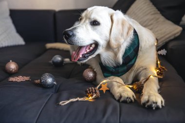 Komik beyaz köpek labrador kanepenin üzerinde, Noel dekoru arasında, odanın içinde..