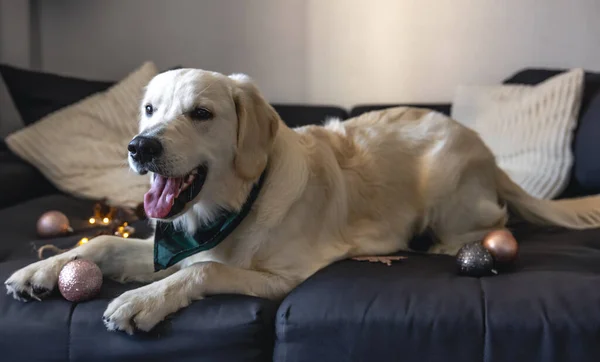 Drôle Chien Blanc Labrador Gros Plan Sur Canapé Parmi Décor — Photo