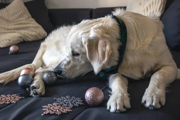 面白い白い犬のラブラドールソファの上にクローズアップ クリスマスの装飾の中で 部屋の中で — ストック写真