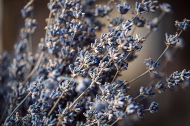 Lavanta çiçekleri. Kurutulmuş lavanta arka planı. Bitki aromaterapi, spa, temel yağ için iyidir..