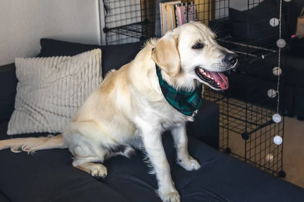 Drôle Chien Blanc Labrador Gros Plan Sur Canapé Intérieur Maison — Photo